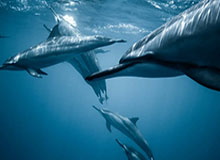 开云APP-送花环节延续，仪式感拉满！2026上海女子半程马拉松鸣枪起跑，8000名女性跑者用脚步诠释“她力量”